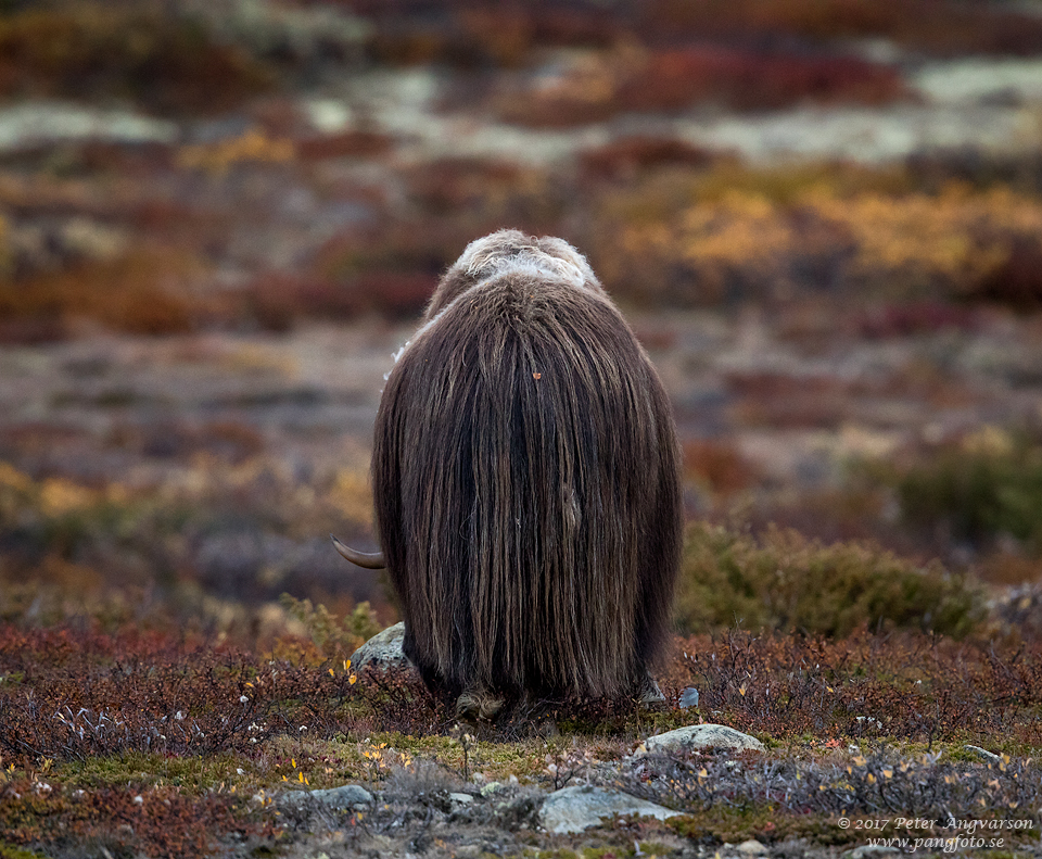 Myskoxe Dovrefjäll Norge