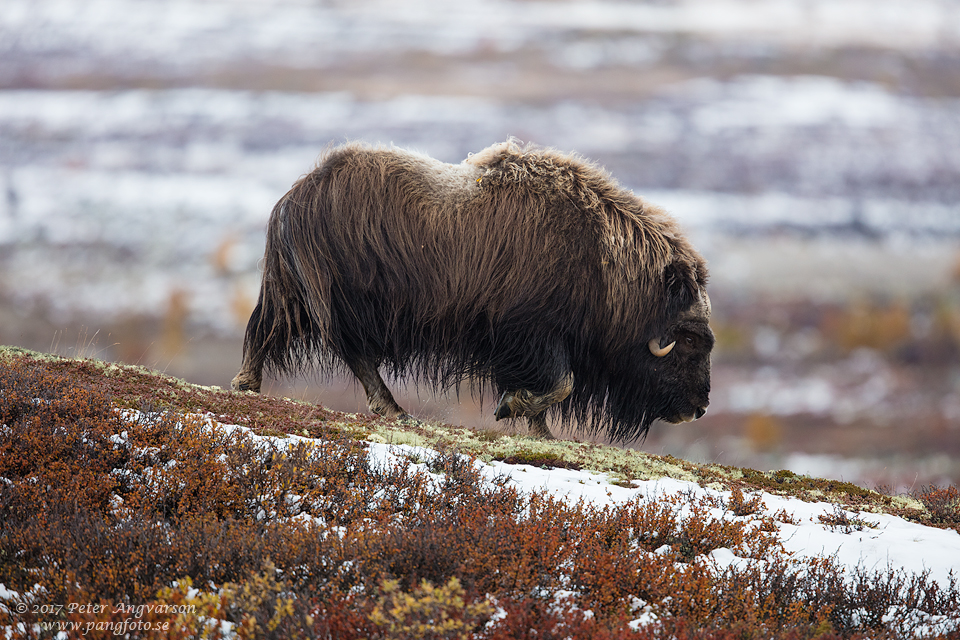 Myskoxe Dovrefjäll Norge