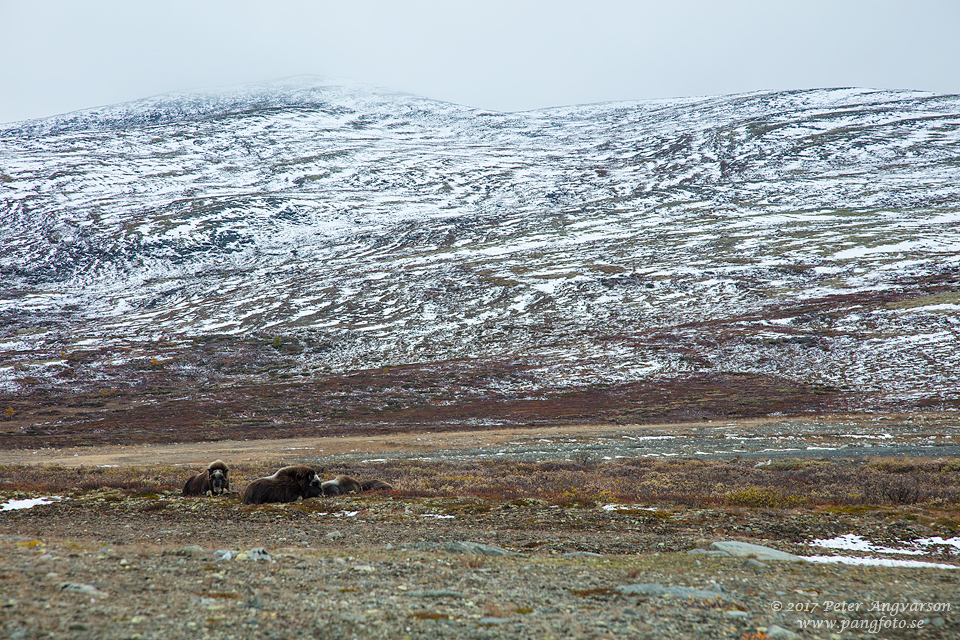 Myskoxe Dovrefjäll Norge