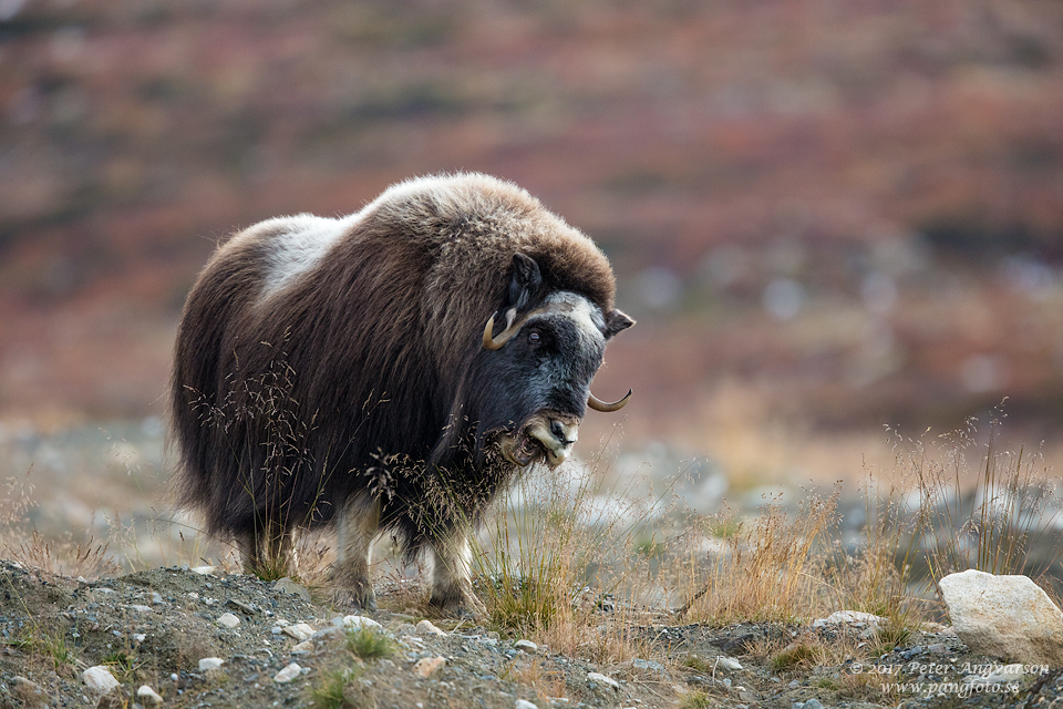 Myskoxe Dovrefjäll Norge