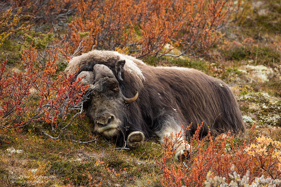 Myskoxe Dovrefjäll Norge