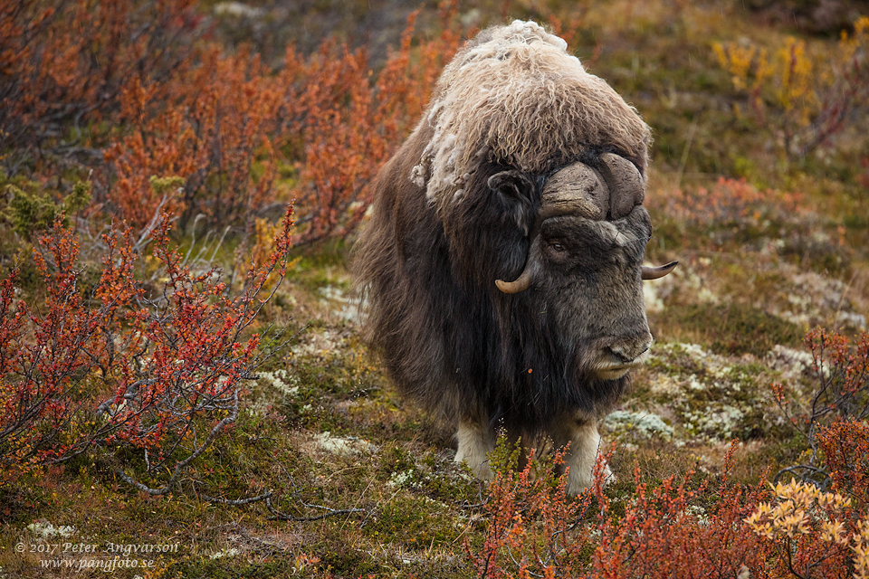 Myskoxe Dovrefjäll Norge