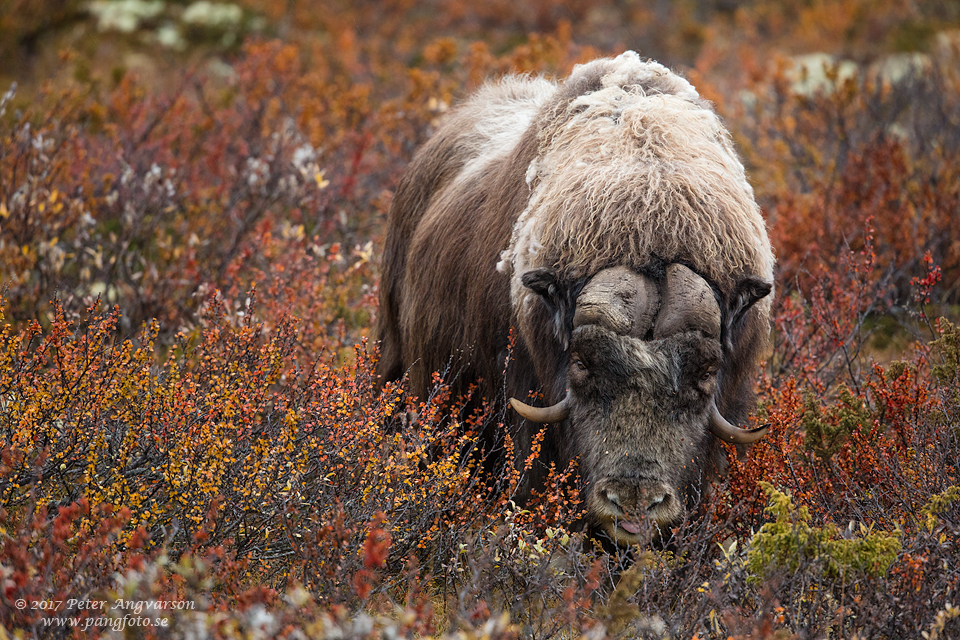 Myskoxe Dovrefjäll Norge