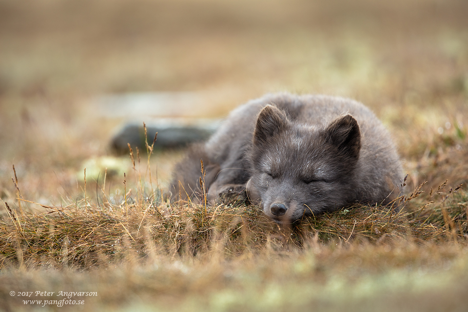 Fjällräv Vulpes lagopus Dovrefjäll Norge