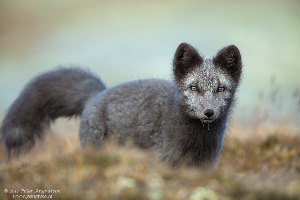 Fjällräv Vulpes lagopus Dovrefjäll Norge