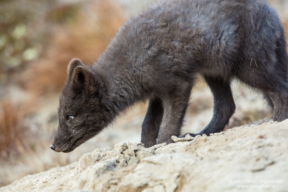 Fjällräv Vulpes lagopus Dovrefjäll Norge