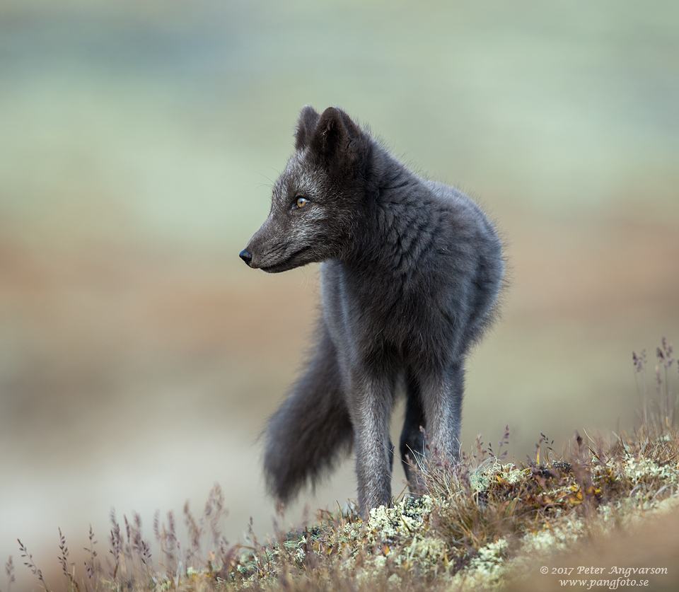 Fjällräv Vulpes lagopus Dovrefjäll Norge