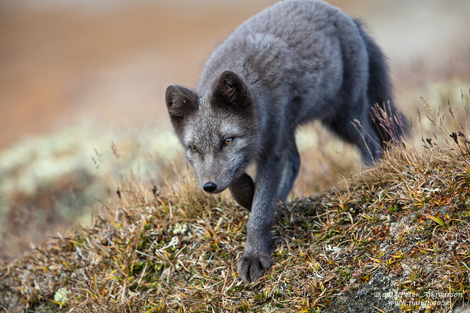 Fjällräv Vulpes lagopus Dovrefjäll Norge