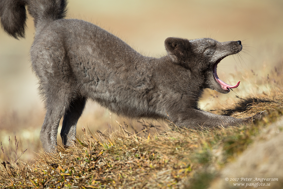 Fjällräv Vulpes lagopus Dovrefjäll Norge