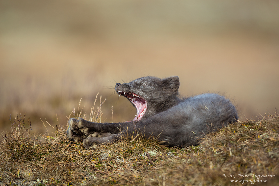 Fjällräv Vulpes lagopus Dovrefjäll Norge