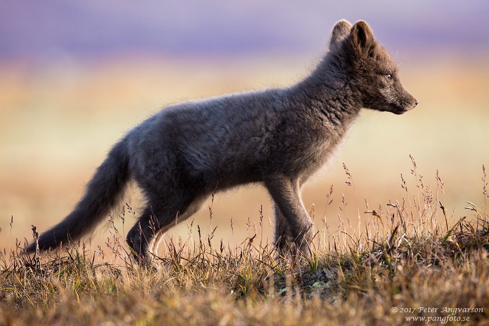 Fjällräv Vulpes lagopus Dovrefjäll Norge