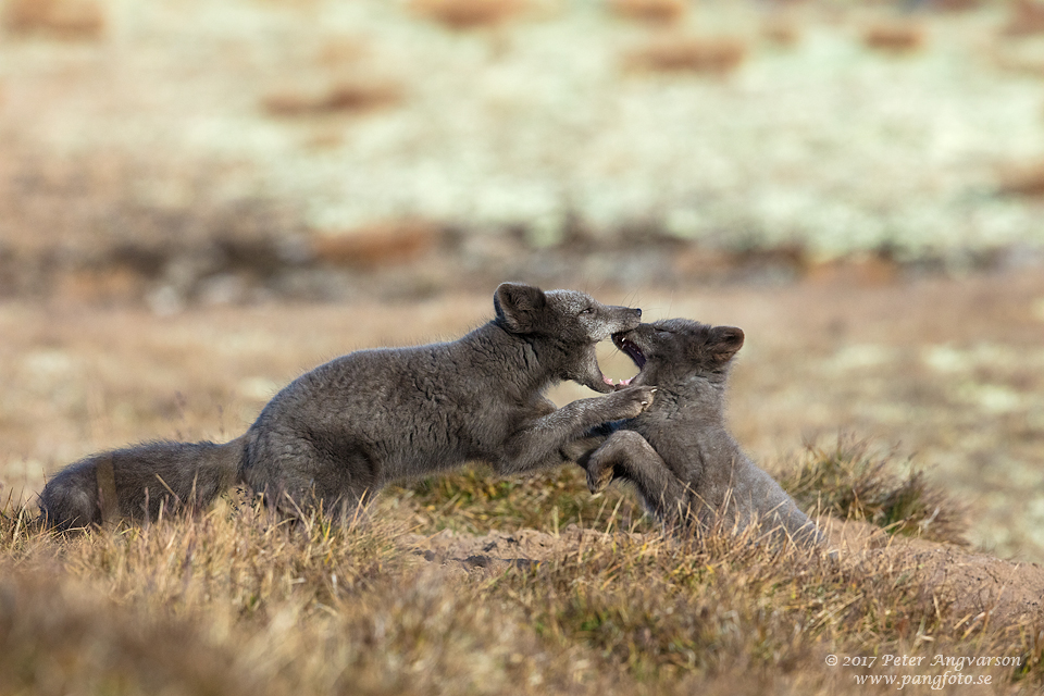 Fjällräv Vulpes lagopus Dovrefjäll Norge