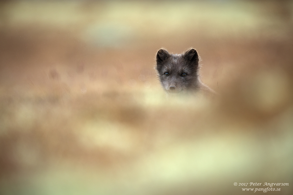 Fjällräv Vulpes lagopus Dovrefjäll Norge