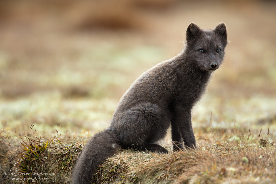 Fjällräv Vulpes lagopus Dovrefjäll Norge