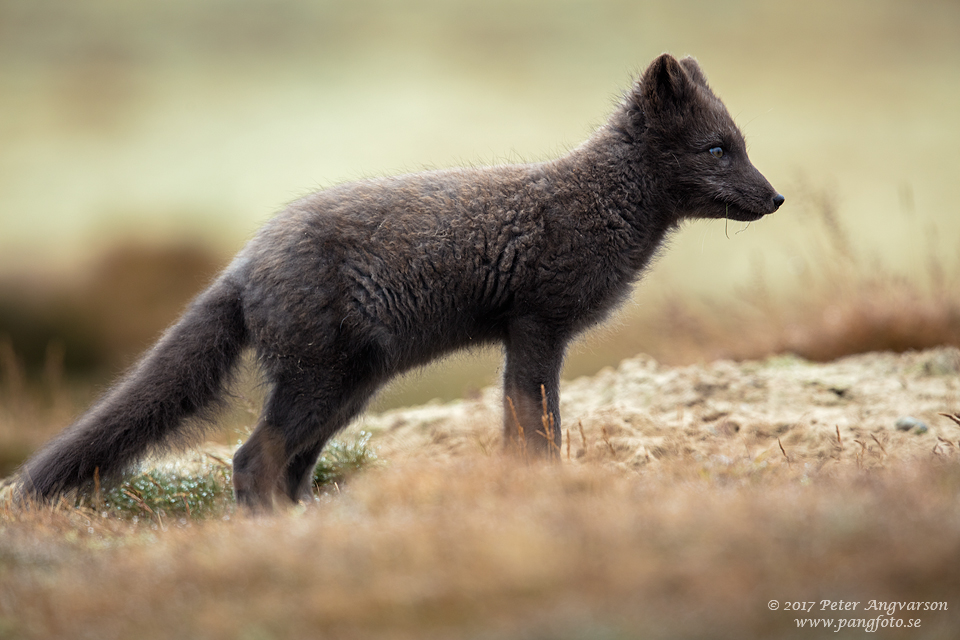 Fjällräv Vulpes lagopus Dovrefjäll Norge