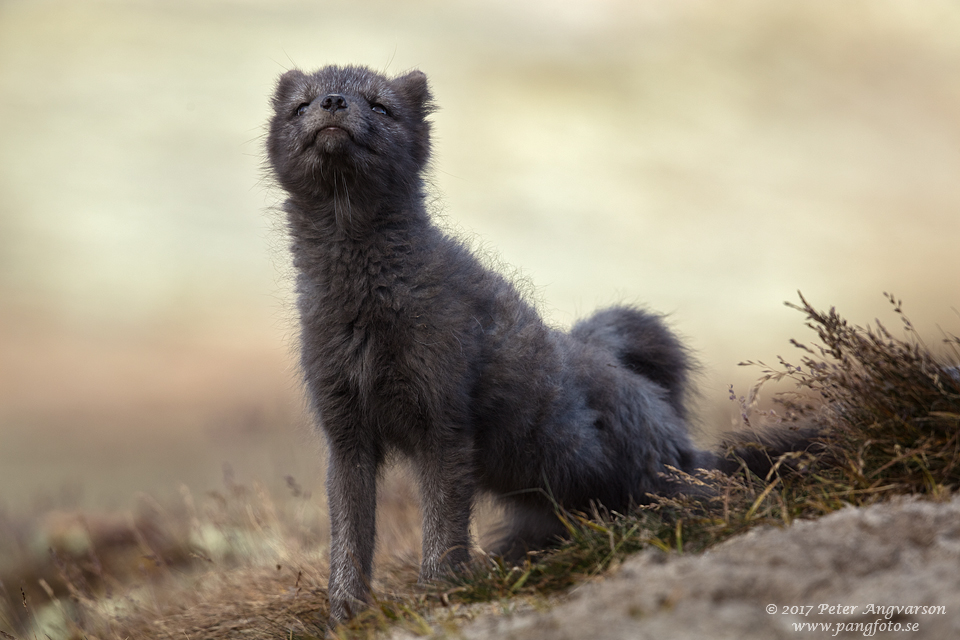 Fjällräv Vulpes lagopus Dovrefjäll Norge