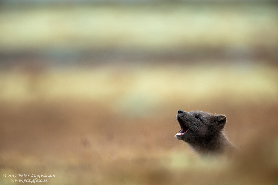 Fjällräv Vulpes lagopus Dovrefjäll Norge