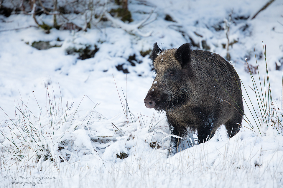 Vildsvin Wild boar