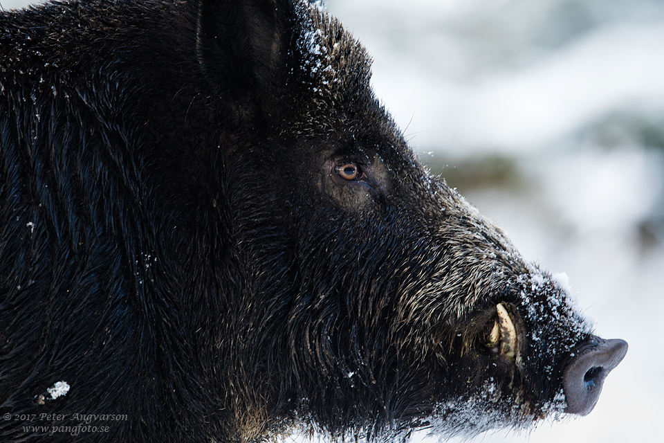 Vildsvin Wild boar