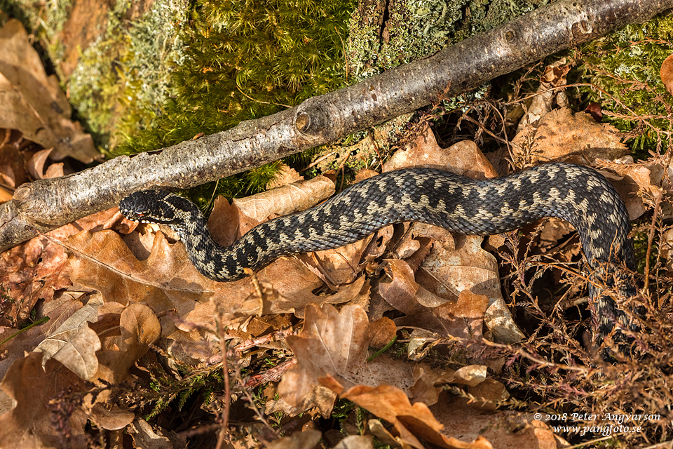 huggorm vipera berus