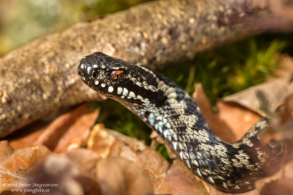 huggorm vipera berus