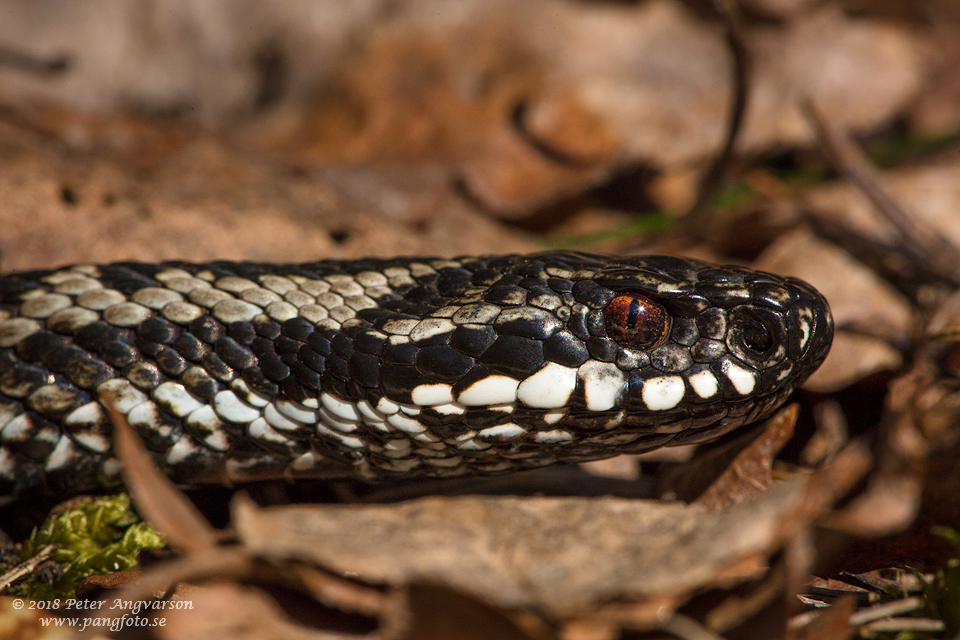 huggorm vipera berus