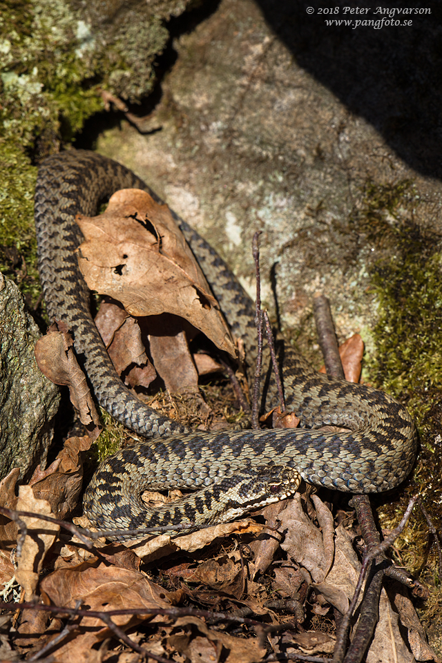 huggorm vipera berus