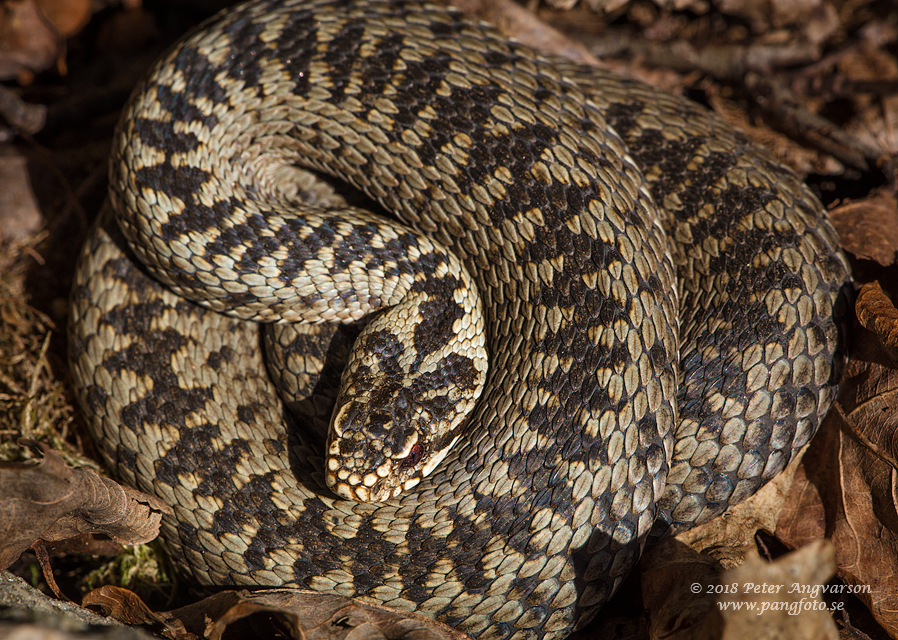 huggorm vipera berus