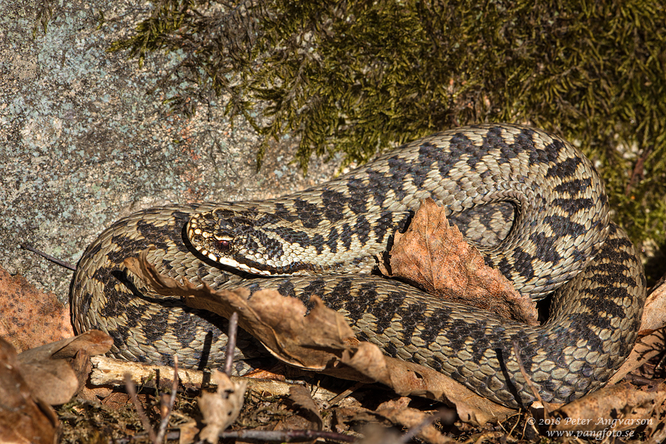 huggorm vipera berus