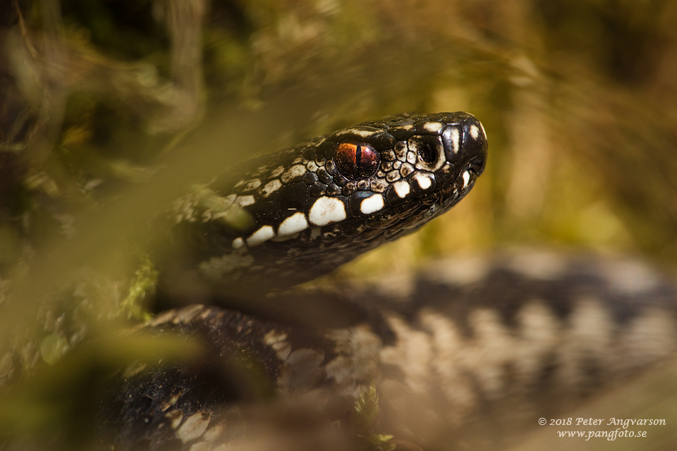 huggorm vipera berus