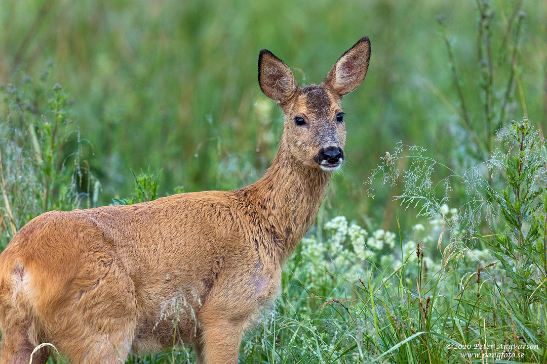 Rådjur, Fallow deer, capreolus capreolus