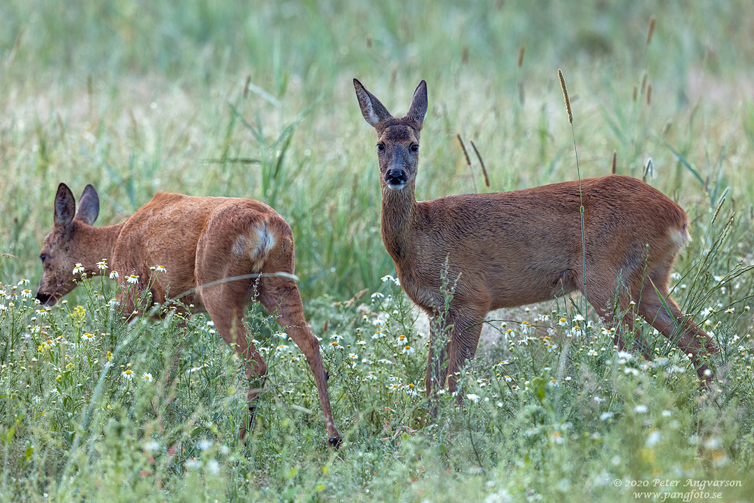 Rådjur, Fallow deer, capreolus capreolus