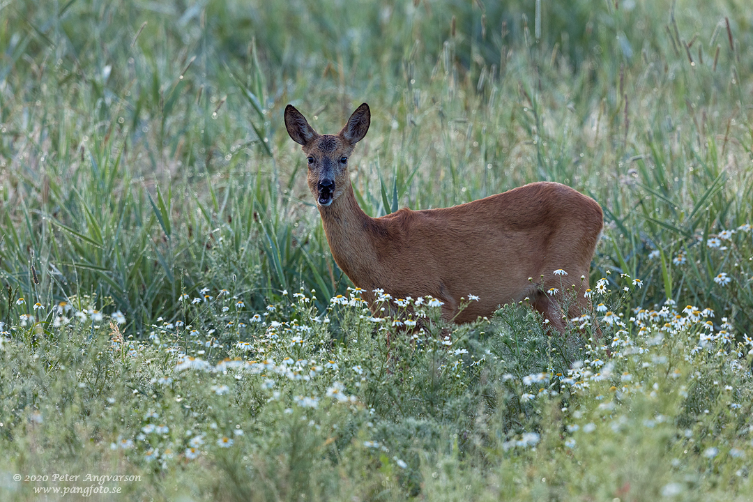 Rådjur, Fallow deer, capreolus capreolus