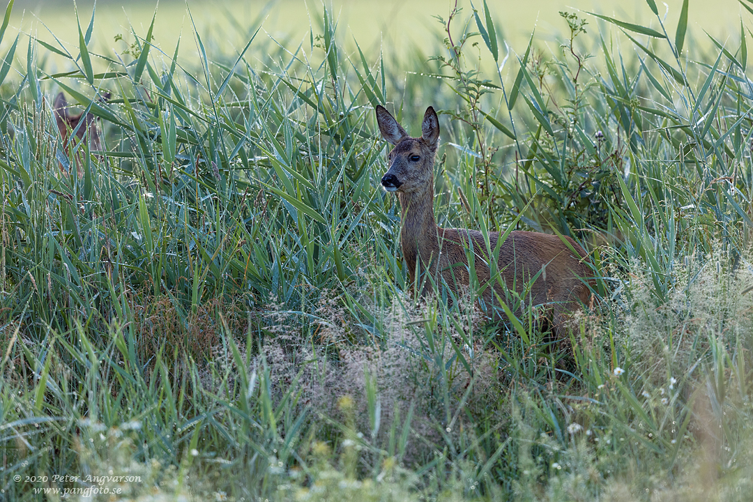 Rådjur, Fallow deer, capreolus capreolus